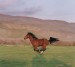 running_horse.jpg